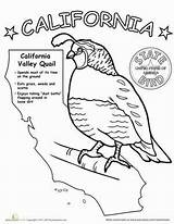 Coloring State Pages California Bird Birds Worksheets Science Kindergarten Worksheet Canyon States First Grand History Grade Printable Facts Kids Color sketch template