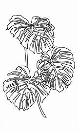 Monstera sketch template