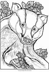 Badger Coloring Honey Pages Animals Wild Dover Publications Book Printable Animal Freebie Getcolorings Doverpublications Xmas Portraits Print Stamping sketch template