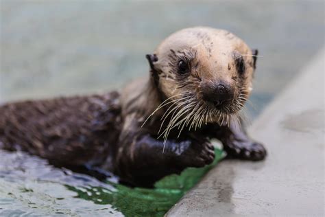 rules  naming  baby sea otter kqed