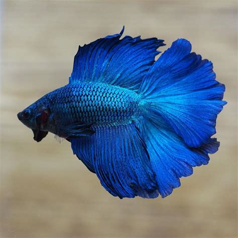 gorgeous  male royal blue double halfmoon tail betta fish betta fish tank betta