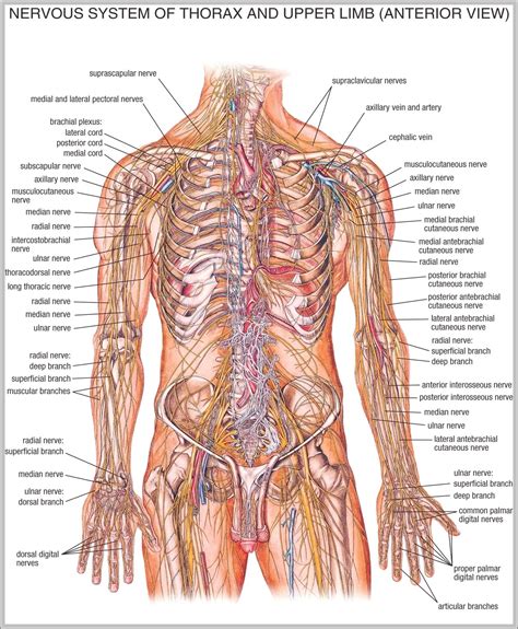 body anatomy diagram image anatomy system human body anatomy