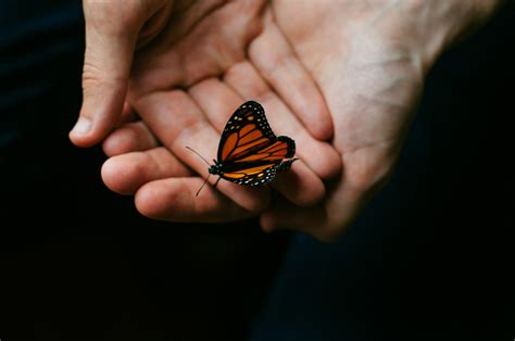 images hand wing leaf finger insect invertebrate close