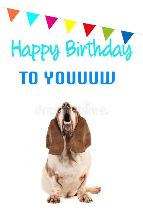 Basset Hound Looking Up And Singing Text Happy Birthday To You On A
