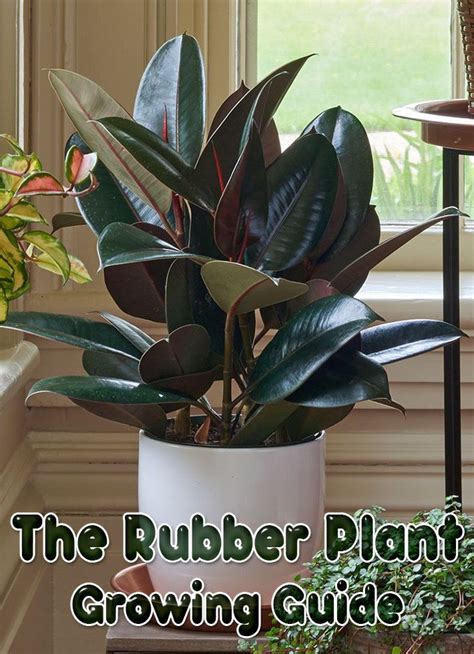 quiet cornerthe rubber plant growing guide quiet corner