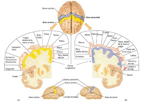 Organización Estructural Del Encéfalo Mind Map