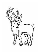 Caribou Coloring Reindeer Pages Canada Animals Various sketch template