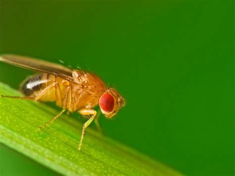 rid  fruit flies control  fruit flies   home  garden