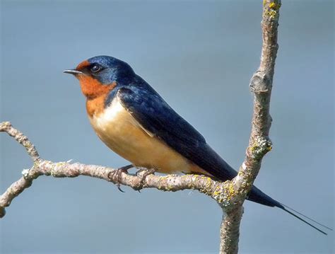 barn swallow natural pest control birdnote