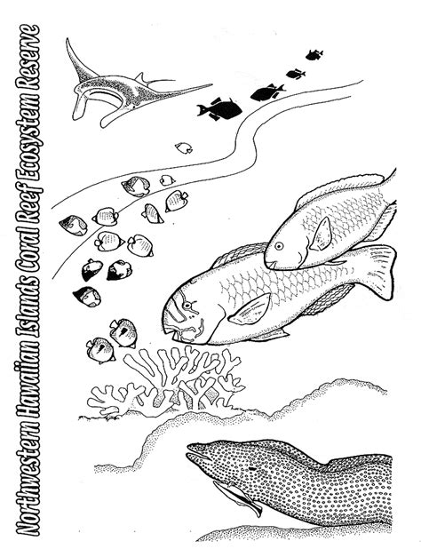 hd hawaiian fish coloring pages images  coloring pages