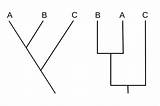 Cladogram Cladograms Analogous Phylogram Phylogenetic Identical Organs Represent Organisms Interpreting Studiousguy Diagrams Given sketch template