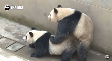 china s sexiest panda obliterates own record in latest sex romp huffpost