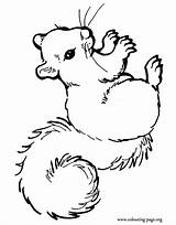 Coloring Pages Squirrel Squirrels Animal Printable sketch template