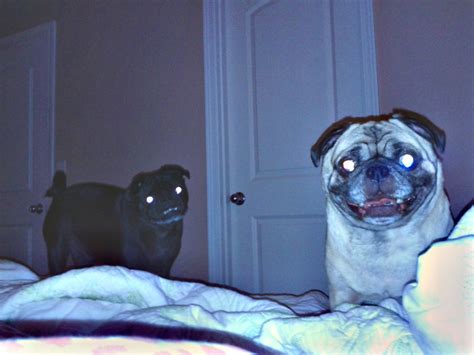 creepy dogs   creepy meagan brockway flickr