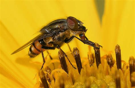 spiessrutenlauf foto bild natur insekten wildlife bilder auf