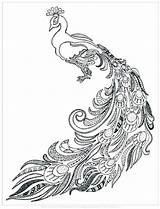 Coloring Peacock Pages Easy Printable Adult Adults Drawing Color Fun Colouring Realistic Feather Print Printables Cool Peasy Kids Getcolorings Getdrawings sketch template