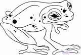 Animals Rainforest Coloring Pages Tropical Frog Drawings Draw Animal Drawing Printable Print Getcolorings Amazon Paintingvalley Dragoart sketch template