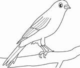 Coloring Canary Bird Pages sketch template