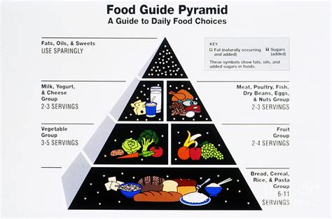 images  printable food pyramid printable food pyramid