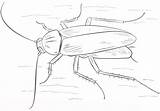 Cucaracha Cockroach Coloring Alemana Designlooter 333px 49kb sketch template