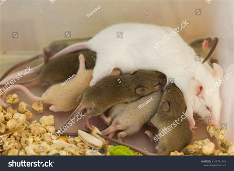 mother fancy mice mus musculus feeding stock photo