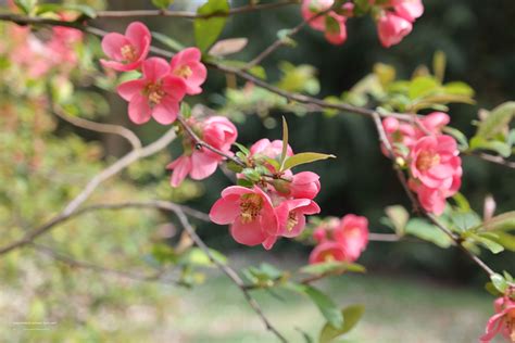 chaenomeles superba pink lady dwergkwee roze bloeiend  april een bladverliezende breed