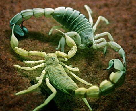 scorpion medicine the sting of transformation doowans
