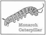 Monarch Butterflies Caterpillars sketch template