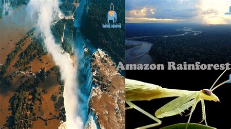 amazon rainforest  lungs   earth ll  unknown youtube