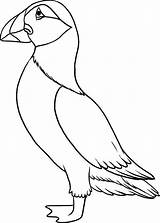 Puffin Coloring Pages Colouring Drawing Toddlers Puffins Outline Line Bird Color Printable Easy Drawings Animal Momjunction Draw Print Template Choose sketch template