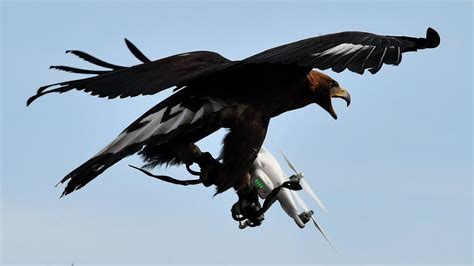 bald eagle wins duel  states  drone sending    bottom  lake michigan youtube