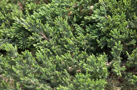 evergreen ground cover plants