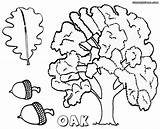 Oak Coloring Pages Tree Colorings Sheet Print sketch template