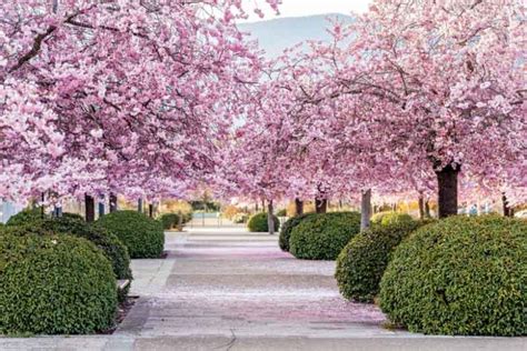 pink flowers  landscaping ideas