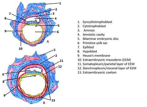 general embryology ii anatomy qa