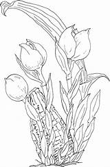 Tulip Coloring Pages Orchid Printable Kids Anguloa Flowers Bestcoloringpagesforkids sketch template