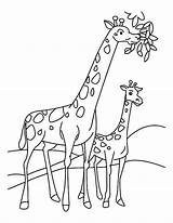 Giraffe Eating Coloring Leaves Pages Clipart Drawing Leaf Color Draw Netart Animal Calf Drawings Clip Zoo Giraffa sketch template