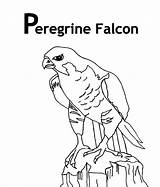 Falcon Coloring Peregrine Netart sketch template