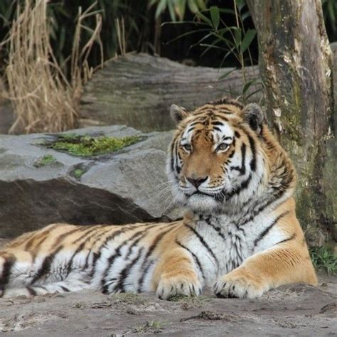 de siberische tijger  het grootste van alle katachtigen wat  het toch een  fotos