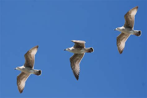 white birds flying  blue sky  stock photo