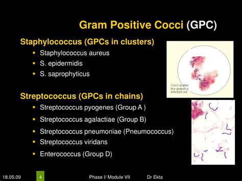 Ppt Medically Important Bacteria Gram Positive Cocci