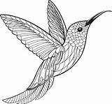Hummingbird Coloring Vector Illustrations Clip Stock sketch template