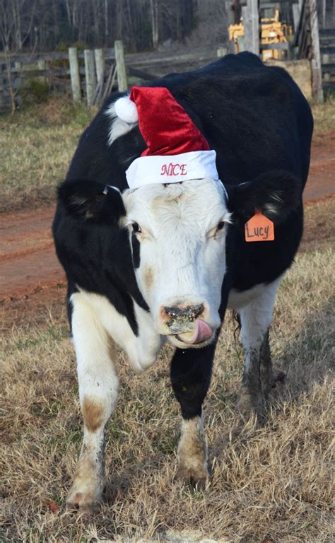 Image result for christmas cow
