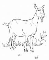 Goat Coloring Pages Animals Domestic Animal Goats Realistic Printable Kids Choose Board Farm sketch template