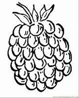 Coloring Berry Raspberry Pages Printable Color Raspberries Online Designlooter Fruits Food 63kb Berries sketch template