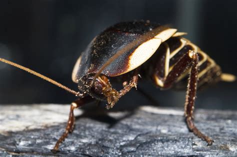 native cockroaches the australian museum
