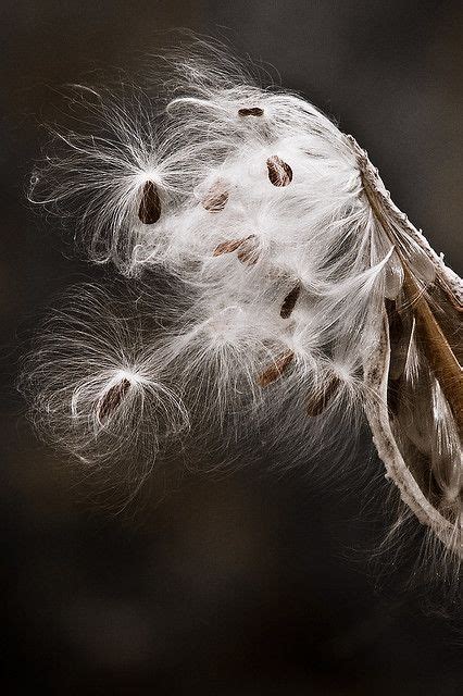 fall wind milkweed seeds prairie flower nature inspiration