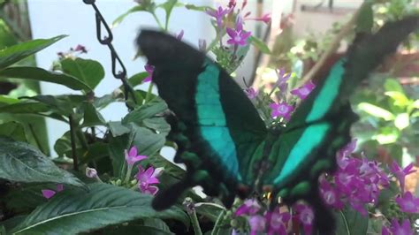 amazing slow motion butterfly video youtube