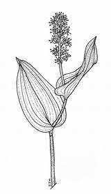 Canadense Maianthemum Newfoundland Flora sketch template