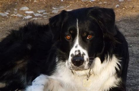 bordernese dog breed health temperament grooming feeding  puppies petguide dog breeds